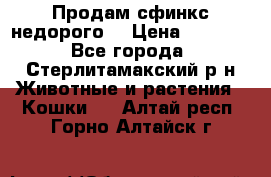 Продам сфинкс недорого  › Цена ­ 1 000 - Все города, Стерлитамакский р-н Животные и растения » Кошки   . Алтай респ.,Горно-Алтайск г.